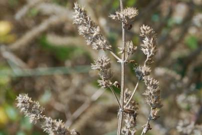 Fotografia da espécie Nepeta cataria