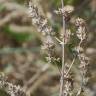 Fotografia 7 da espécie Nepeta cataria do Jardim Botânico UTAD