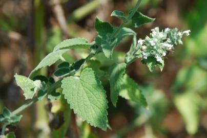 Fotografia da espécie Nepeta cataria