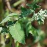 Fotografia 8 da espécie Nepeta cataria do Jardim Botânico UTAD