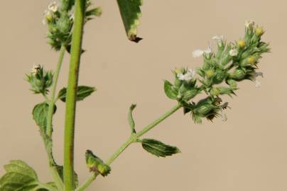 Fotografia da espécie Nepeta cataria