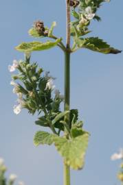 Fotografia da espécie Nepeta cataria