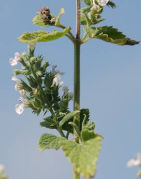 Fotografia 10 da espécie Nepeta cataria no Jardim Botânico UTAD