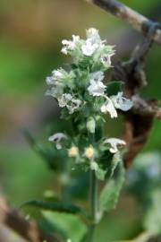 Fotografia da espécie Nepeta cataria