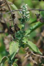 Fotografia da espécie Nepeta cataria