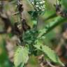 Fotografia 12 da espécie Nepeta cataria do Jardim Botânico UTAD