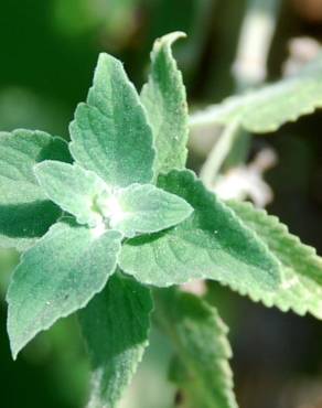 Fotografia 14 da espécie Nepeta cataria no Jardim Botânico UTAD