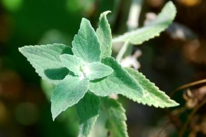 Fotografia da espécie Nepeta cataria