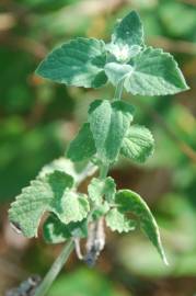 Fotografia da espécie Nepeta cataria