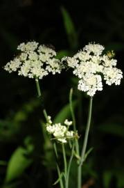 Fotografia da espécie Oenanthe pimpinelloides