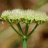 Fotografia 4 da espécie Oenanthe pimpinelloides do Jardim Botânico UTAD