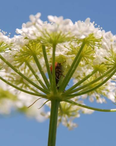 Fotografia de capa Oenanthe pimpinelloides - do Jardim Botânico