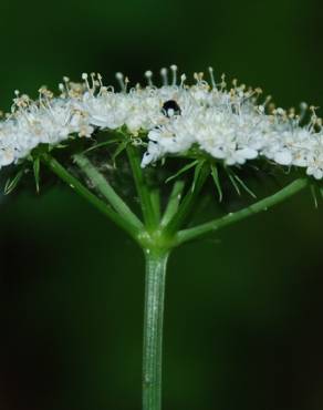 Fotografia 8 da espécie Oenanthe pimpinelloides no Jardim Botânico UTAD