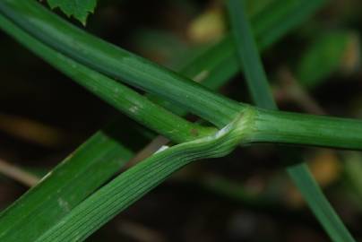 Fotografia da espécie Oenanthe pimpinelloides