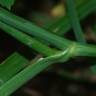 Fotografia 9 da espécie Oenanthe pimpinelloides do Jardim Botânico UTAD