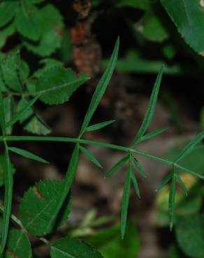 Fotografia 10 da espécie Oenanthe pimpinelloides no Jardim Botânico UTAD