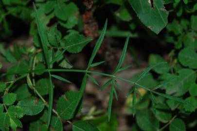 Fotografia da espécie Oenanthe pimpinelloides