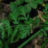 Fotografia 11 da espécie Oenanthe pimpinelloides do Jardim Botânico UTAD