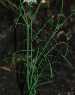 Fotografia 12 da espécie Oenanthe pimpinelloides no Jardim Botânico UTAD