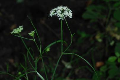 Fotografia da espécie Oenanthe pimpinelloides