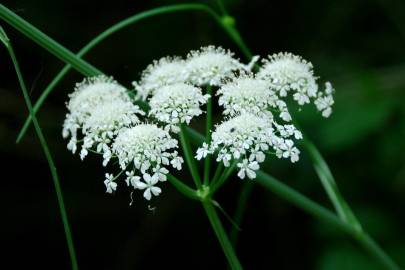 Fotografia da espécie Oenanthe pimpinelloides