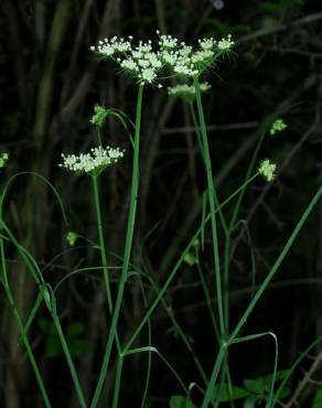 Fotografia 15 da espécie Oenanthe pimpinelloides no Jardim Botânico UTAD