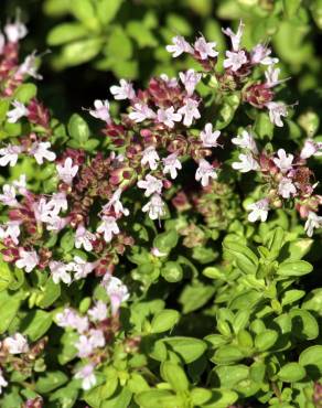 Fotografia 4 da espécie Origanum majorana no Jardim Botânico UTAD