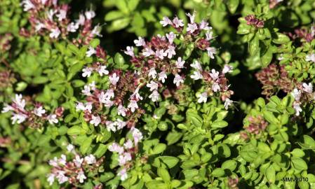 Fotografia da espécie Origanum majorana