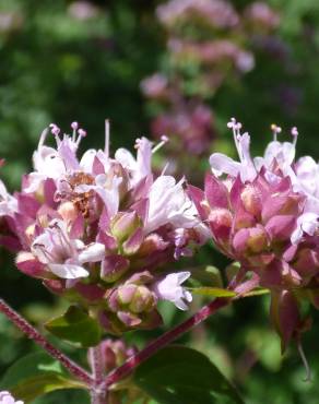 Fotografia 5 da espécie Origanum majorana no Jardim Botânico UTAD