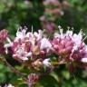 Fotografia 5 da espécie Origanum majorana do Jardim Botânico UTAD