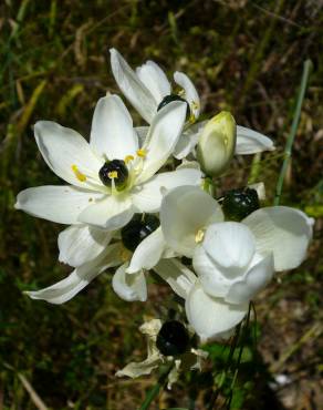 Fotografia 7 da espécie Ornithogalum arabicum no Jardim Botânico UTAD