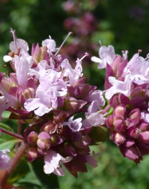 Fotografia 6 da espécie Origanum majorana no Jardim Botânico UTAD