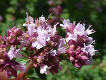 Fotografia da espécie Origanum majorana