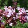 Fotografia 6 da espécie Origanum majorana do Jardim Botânico UTAD