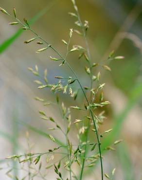 Fotografia 1 da espécie Festuca arundinacea subesp. arundinacea no Jardim Botânico UTAD