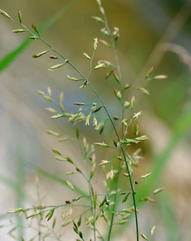 Fotografia de capa Festuca arundinacea subesp. arundinacea - do Jardim Botânico