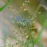 Fotografia 1 da espécie Festuca arundinacea subesp. arundinacea do Jardim Botânico UTAD