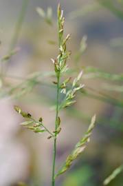 Fotografia da espécie Festuca arundinacea subesp. arundinacea