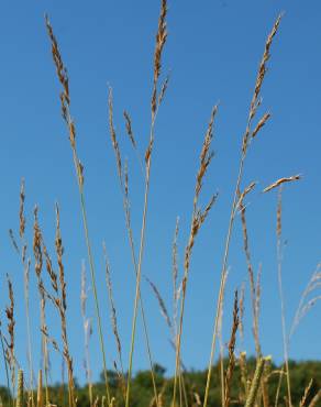 Fotografia 3 da espécie Festuca arundinacea subesp. arundinacea no Jardim Botânico UTAD