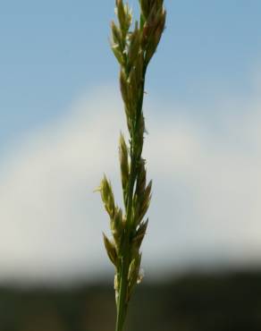 Fotografia 5 da espécie Festuca arundinacea subesp. arundinacea no Jardim Botânico UTAD
