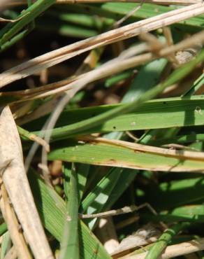 Fotografia 6 da espécie Festuca arundinacea subesp. arundinacea no Jardim Botânico UTAD