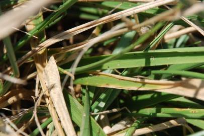 Fotografia da espécie Festuca arundinacea subesp. arundinacea