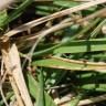 Fotografia 6 da espécie Festuca arundinacea subesp. arundinacea do Jardim Botânico UTAD