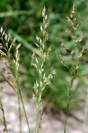 Fotografia da espécie Festuca arundinacea subesp. arundinacea