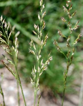 Fotografia 7 da espécie Festuca arundinacea subesp. arundinacea no Jardim Botânico UTAD