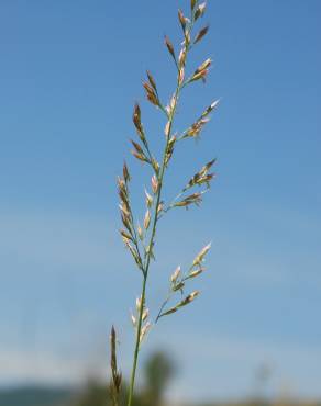 Fotografia 8 da espécie Festuca arundinacea subesp. arundinacea no Jardim Botânico UTAD