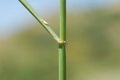 Fotografia da espécie Festuca arundinacea subesp. arundinacea