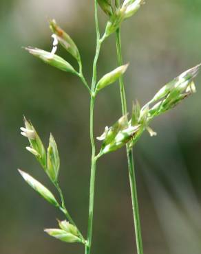 Fotografia 10 da espécie Festuca arundinacea subesp. arundinacea no Jardim Botânico UTAD