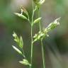 Fotografia 10 da espécie Festuca arundinacea subesp. arundinacea do Jardim Botânico UTAD