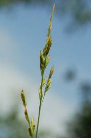 Fotografia da espécie Festuca arundinacea subesp. arundinacea